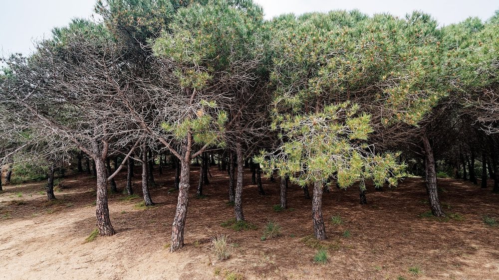 The Costa Brava coast rewards a Barcelona road trip